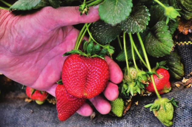 Growing strawberries can be difficult, but producers are seeing value in direct-to-customer sales. Susan Himes | Texas A&amp;M AgriLife