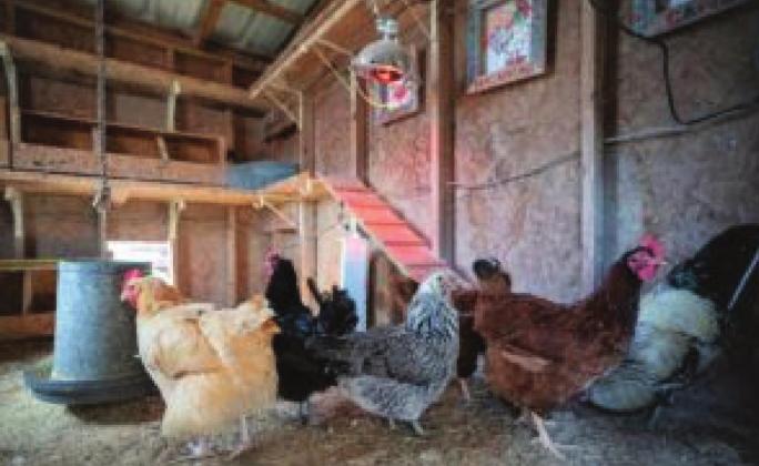 Backyard chicken producers should be vigilant with biosecurity measures to mitigate exposure to a highly pathogenic avian flu that has been detected in seven states so far. Laura McKenzie | Texas A&amp;M AgriLife