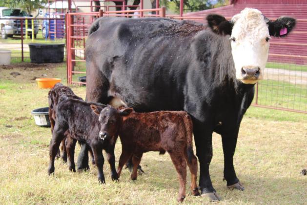 Under the care of Virginia Anderson, this first-time mother gave birth to three healthy calves, a rare feat in the cattle industry. Ashley Barner | The Clifton Record