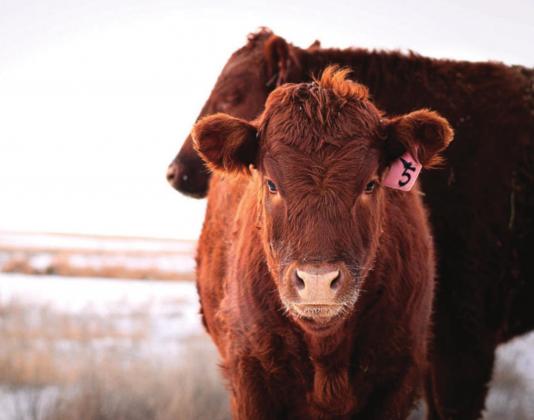 Maintaining shelter and water are two ways to help livestock through Texas winters. Photo Courtesy of Texas A&amp;M AgriLife
