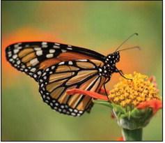 Monarch butterflies facing battle royal for survival