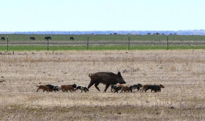 The range and wildlife series will cover a variety of topics, including feral hogs. Kay Ledbetter | Texas A&amp;M AgriLife