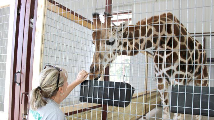 Above, Texas Safari Ranch owner Nancy Harvard comforts new addition Annabelle as she gets used to her new home.