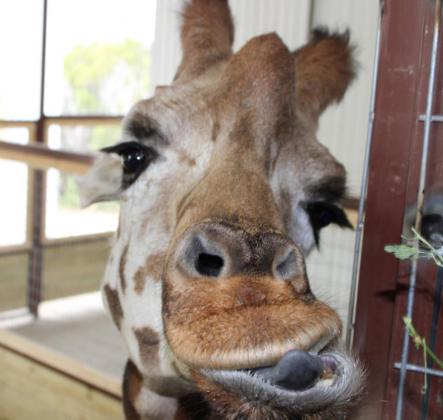 Right, Annabelle gets up close and personal as she gets a bite to eat in her room in the new giraffe house . Ashley Barner | Meridian Tribune